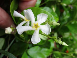 ケテイカカズラ